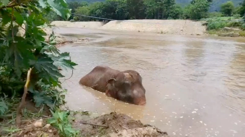 Simple Life at Elephant Nature Park