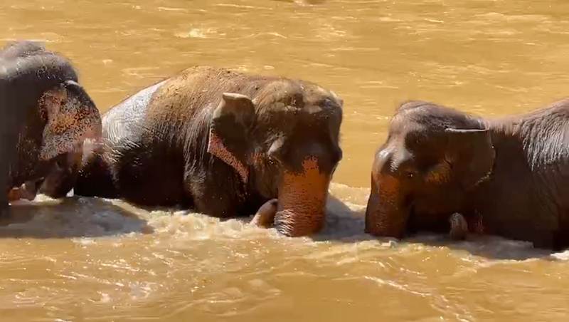 Elephant Sanctuary Chorus Girls at Elephant Nature Park