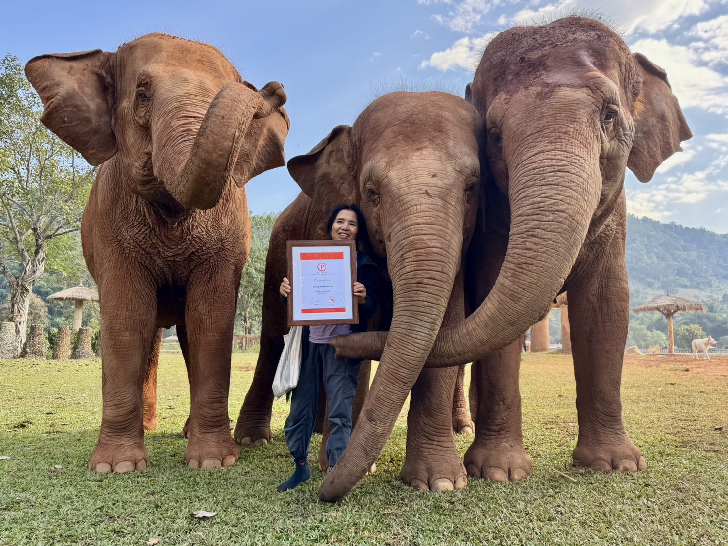 Meet the Elephants - Elephant Life Stories at Elephant Nature Park