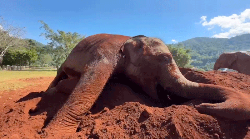 Elephant Nature Park News - MuayLek is now enjoying the river at Elephant  Nature Park with many friends