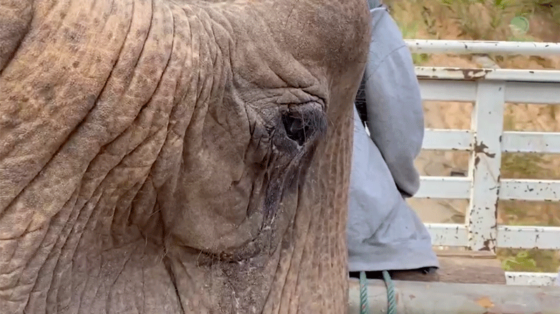 KraTae's journey from Logging and Elephant Riding to Sanctuary last year