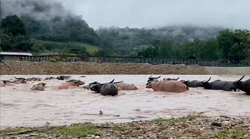 Buffalo Herd Rescued from Slaughter now Living in Harmony at Elephant Nature Park