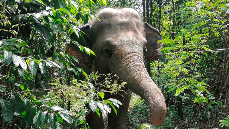 Volunteer to care for Elephants and other Wildlife in Cambodia