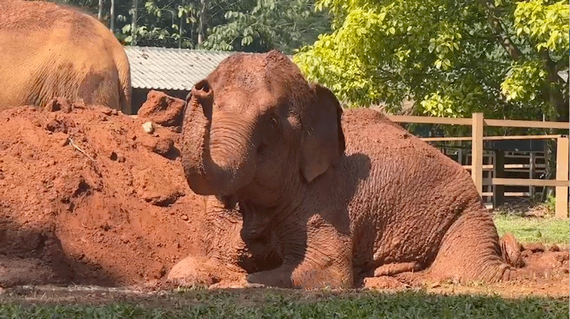 Thai Koon relishes her time in the mud pit