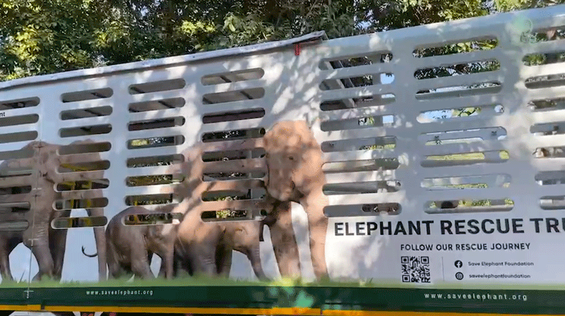 Healing Hope for recently rescued elephant Vana on her road to recovery