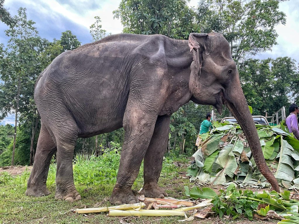 Fhandee After Rescue to Elephant Nature Park Sanctuary in July 2023