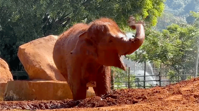 Baitoey playing in the mud at Elephant Nature Park Sanctuary