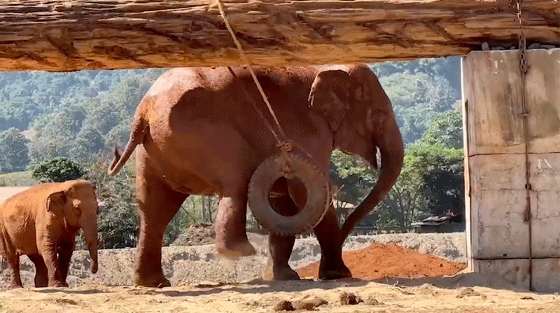 An enrichment brings out the playful natures of elephants