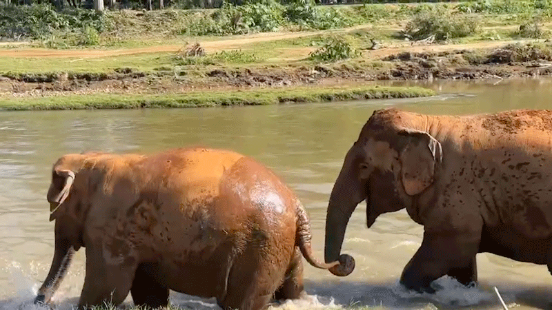 Adorable Elephant Antics by the River at Elephant Nature Park