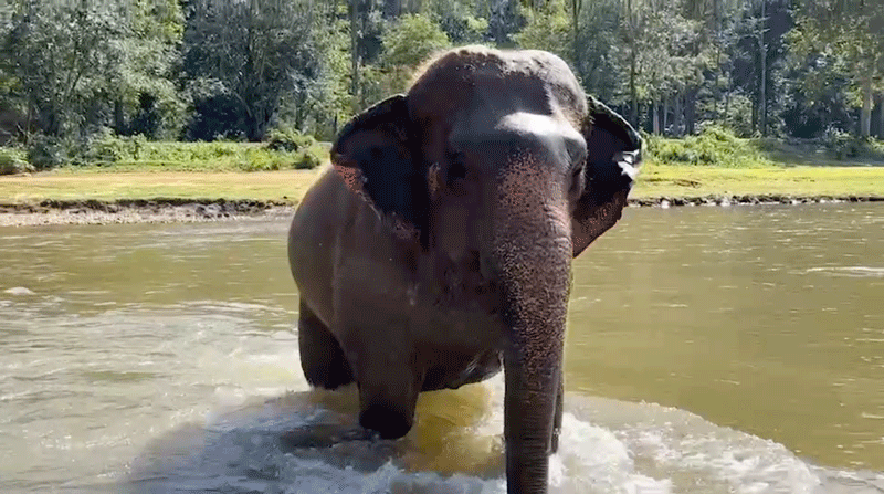 Submanee plays happily in the river at Elephant Nature Park, relaxing as she is kissed by the sun's rays that dance across the rushing water.