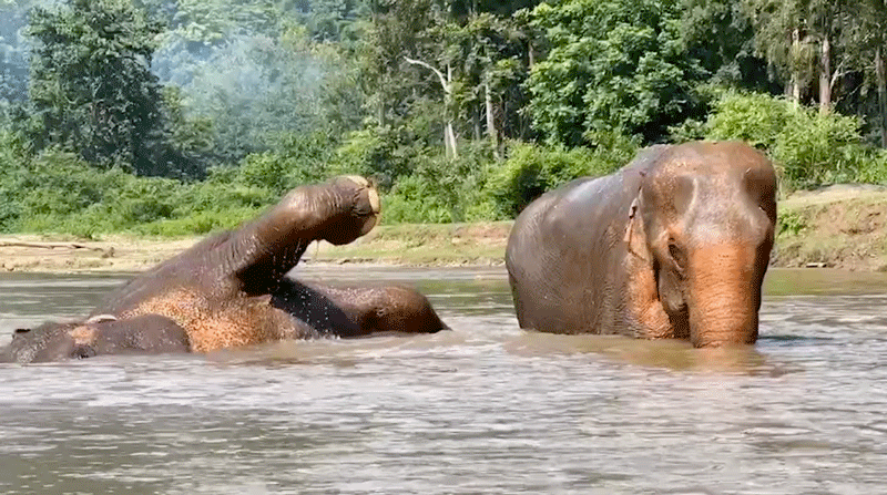 Elephants demonstrate how to be Elephants