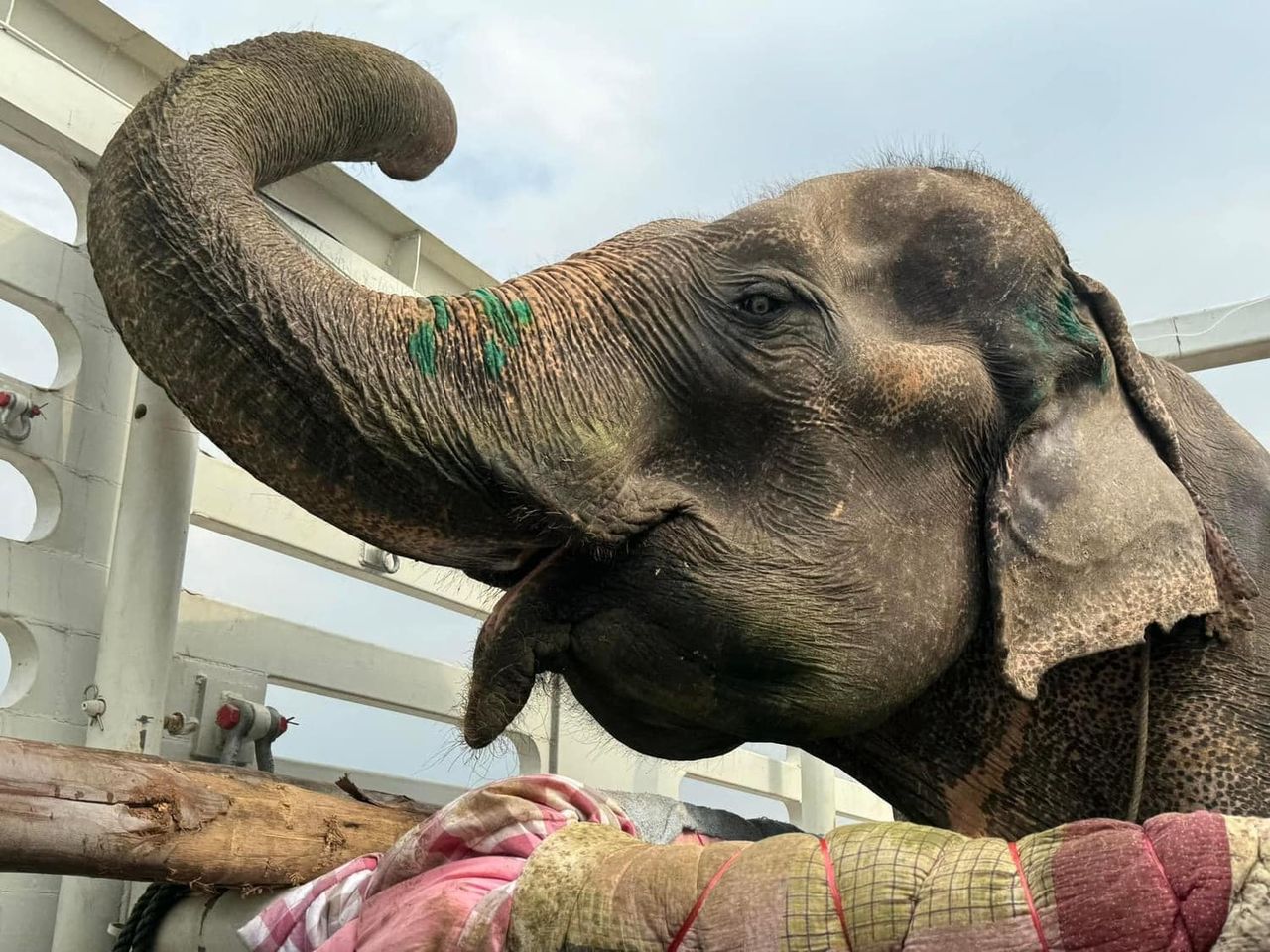 Elefante recoge migas de mesa