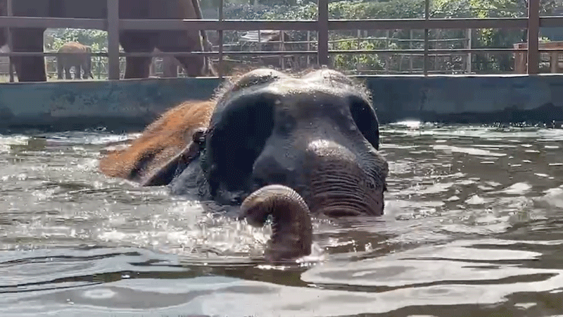 Hydrotherapy for Elephants at Elephant Nature Park