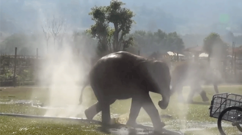 Elephants having fun with a hosepipe