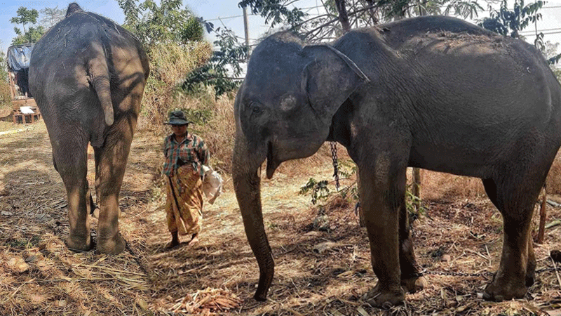 Save Elephant Foundation Rescue: NamThip coming to Elephant Nature Park soon