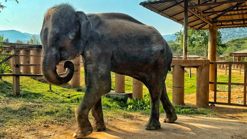 Namthip is receiving medical attention at Elephant Nature Park