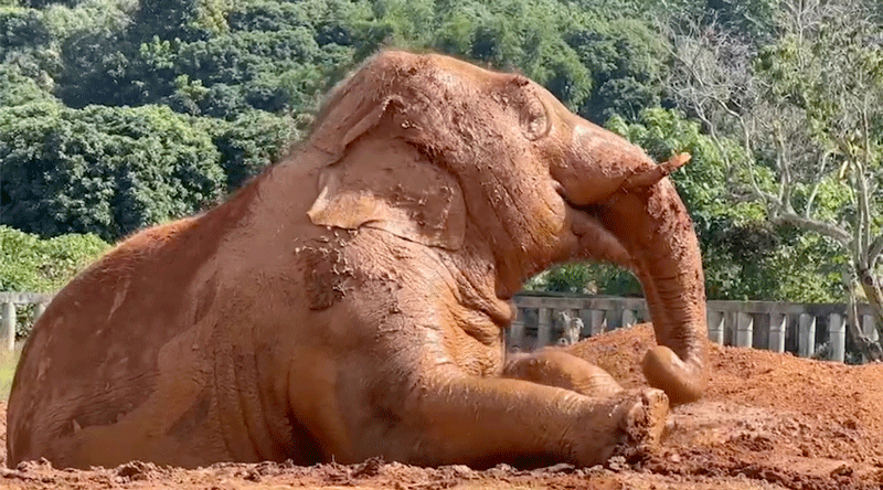 Navaan in his very own mud pit at Elephant Nature Park