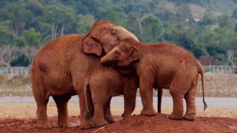 Young Elephants Chatter