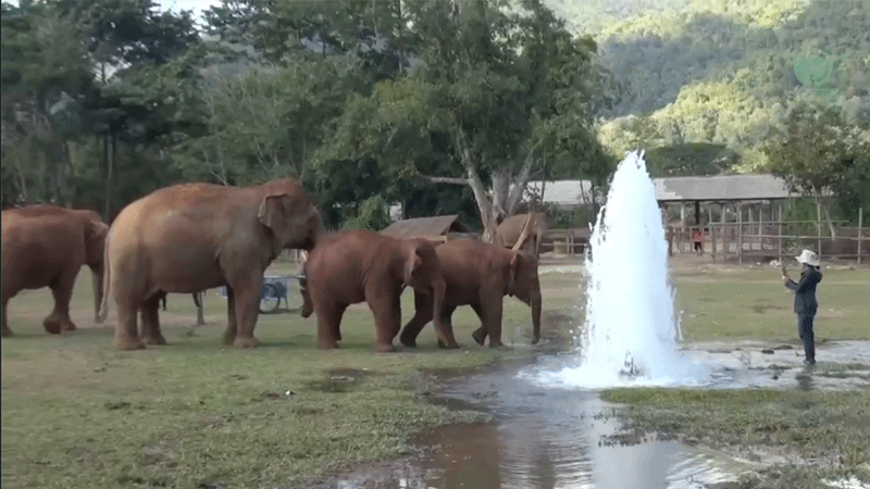 Splish Splash for the Baby Elephants at Elephant Nature Park