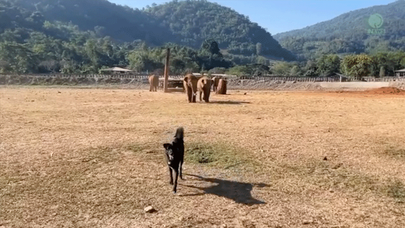 Elephant Nature Park is also a Dog Sanctuary