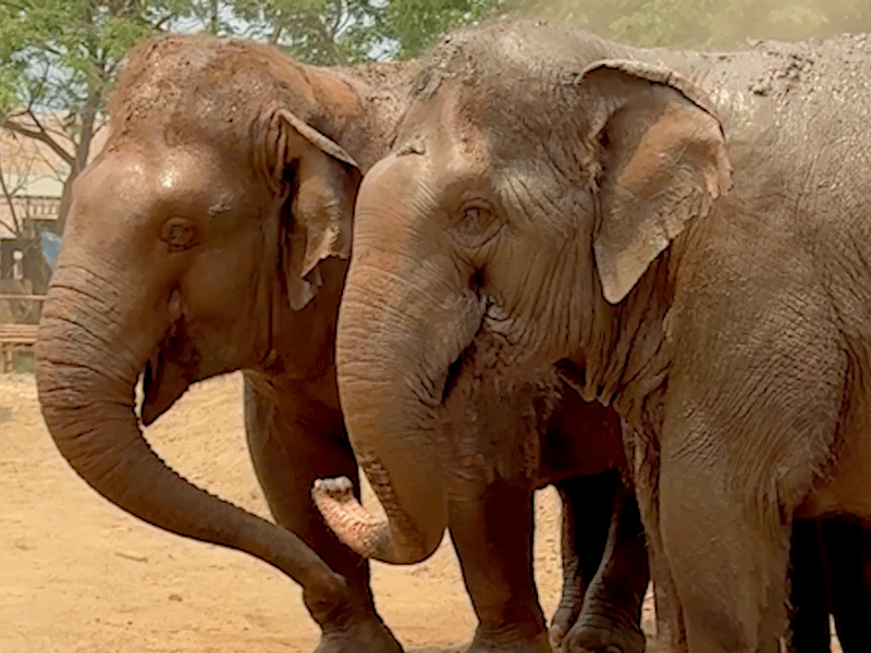 Elephants feeling the Earthquake