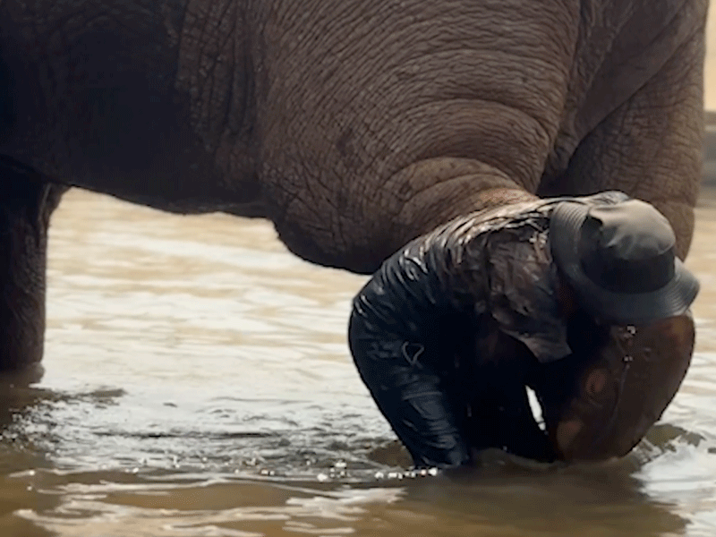 Elephants long to be loved