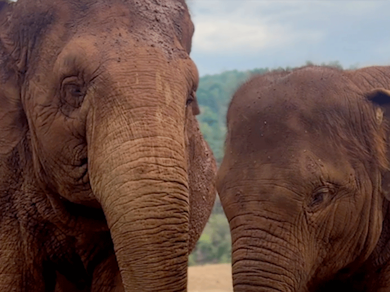 Elephant Nanny Work at Elephant Nature Park