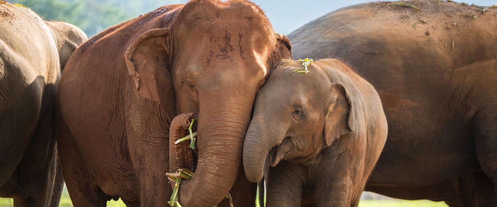 Half Day Morning Visit to<br> Elephant Nature Park 