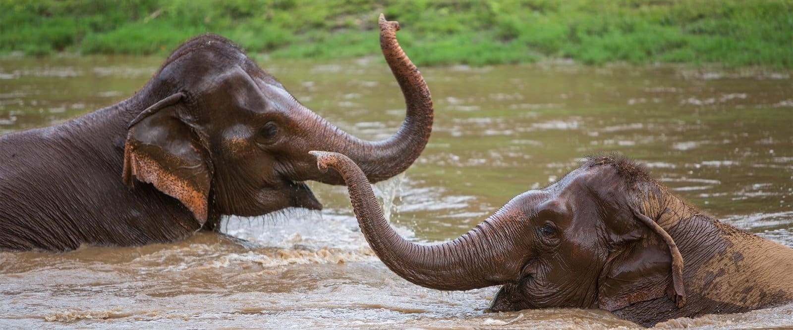 Overnight Elephant Nature Park<br> (2 Days + 1 Night)