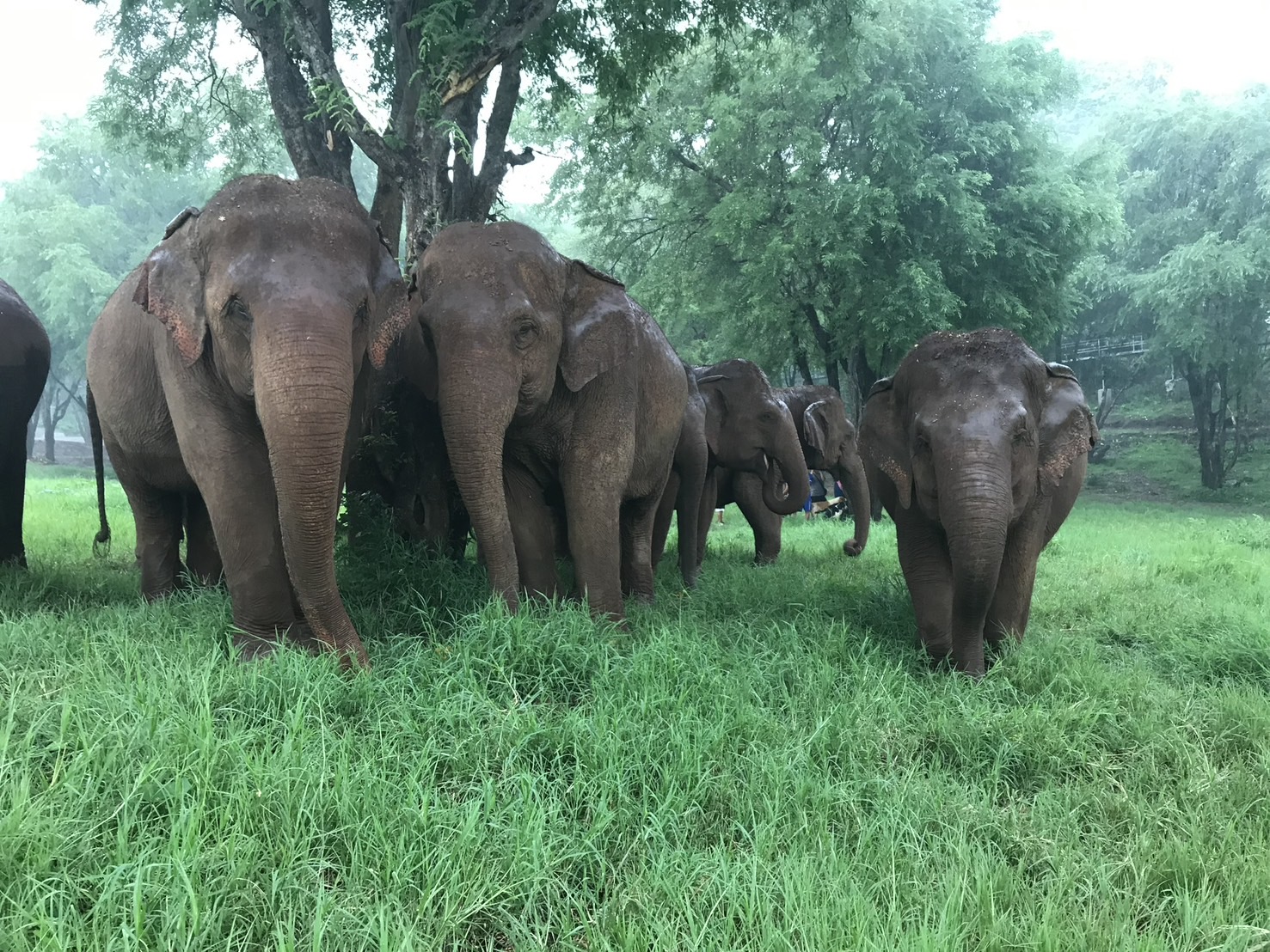 At Elephant Nature Park, rescue is just the beginning.
