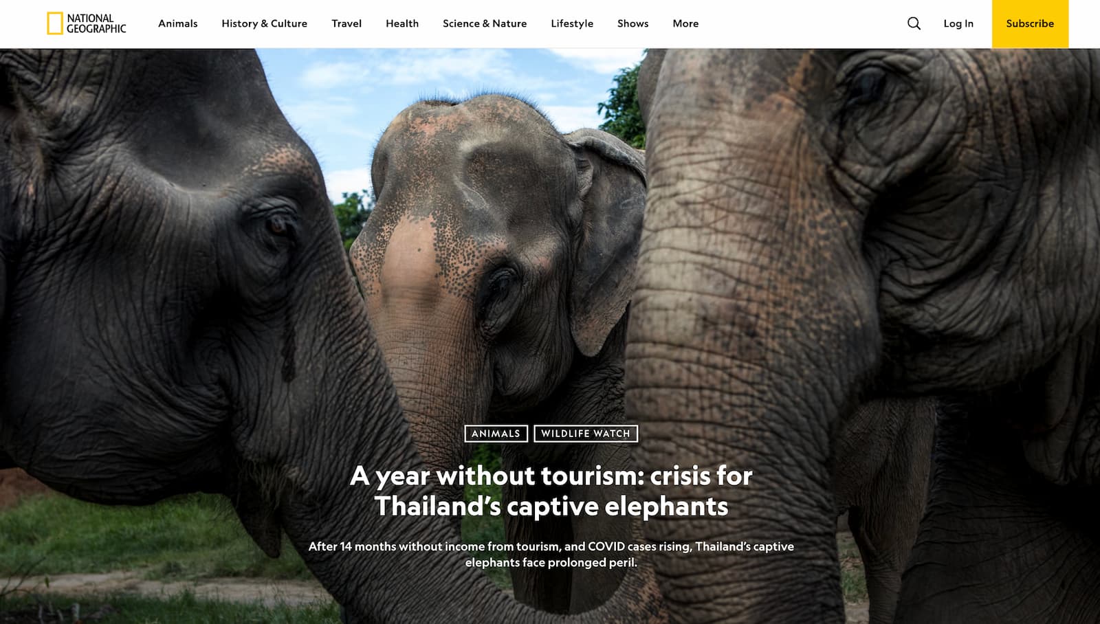 National Geographic – A year without tourism: crisis for Thailand’s captive elephants