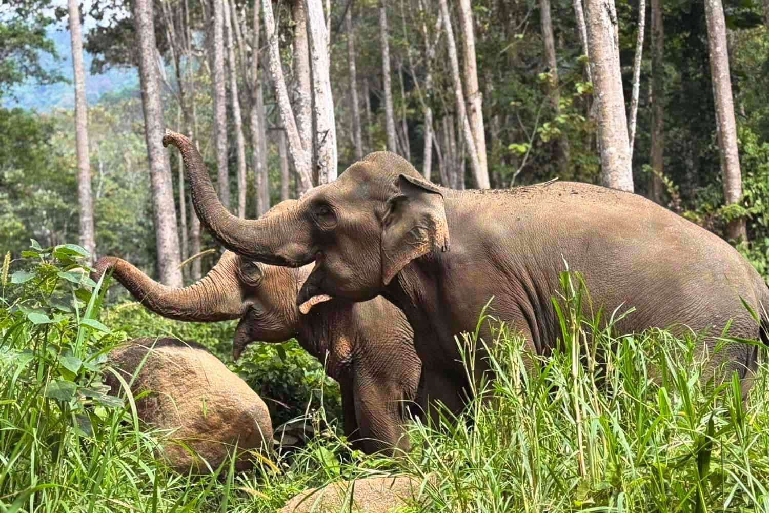 Sunshine for Elephants