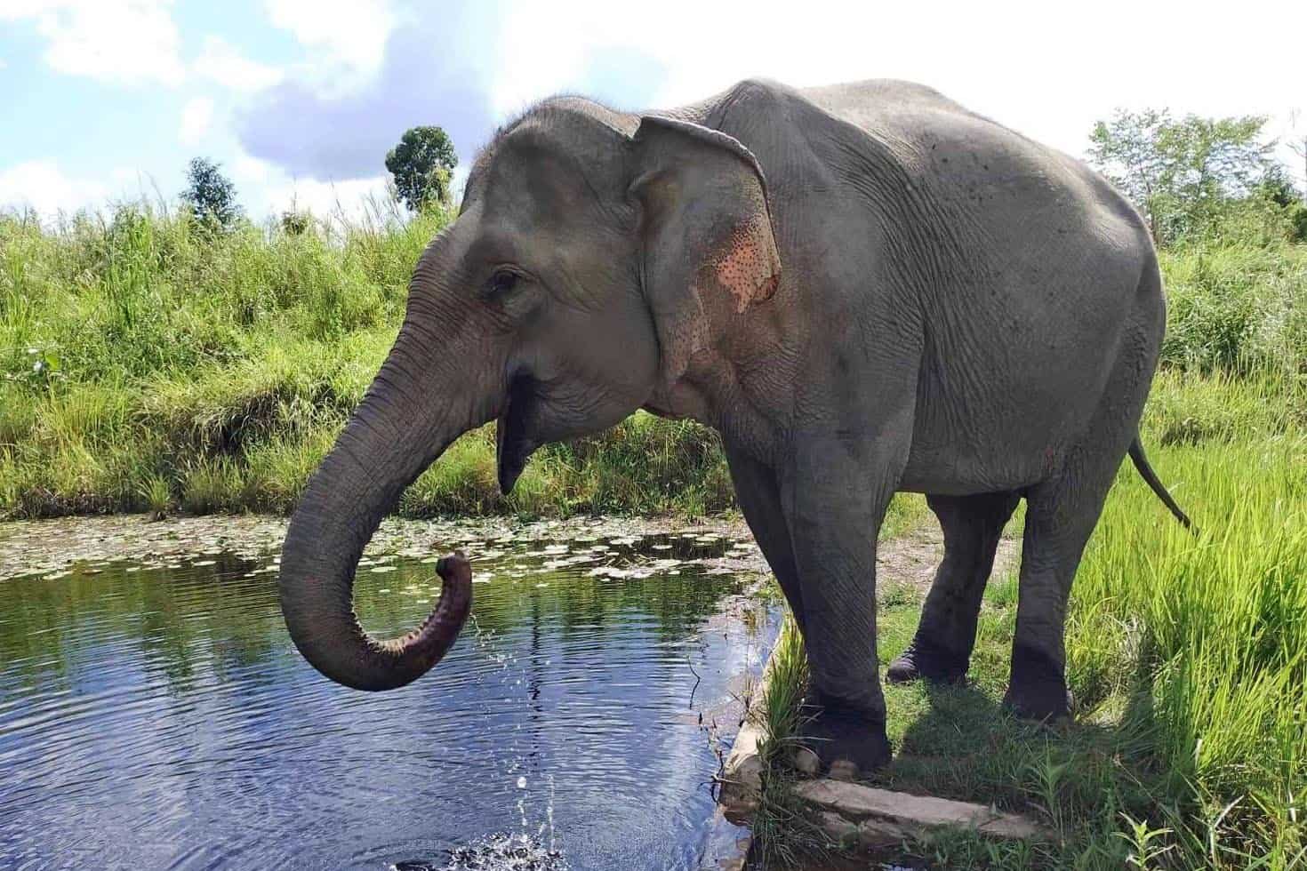 DiPloh_CambodiaWildlifeSanctuary_2