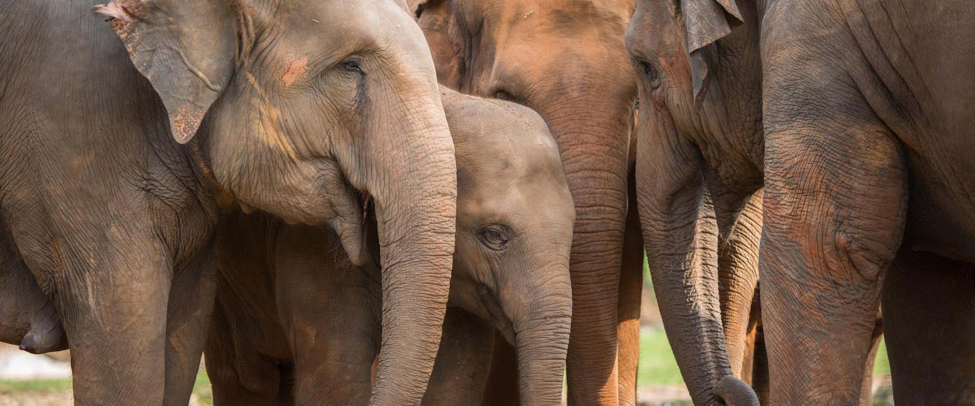 Elephant_Nature_Park_B20