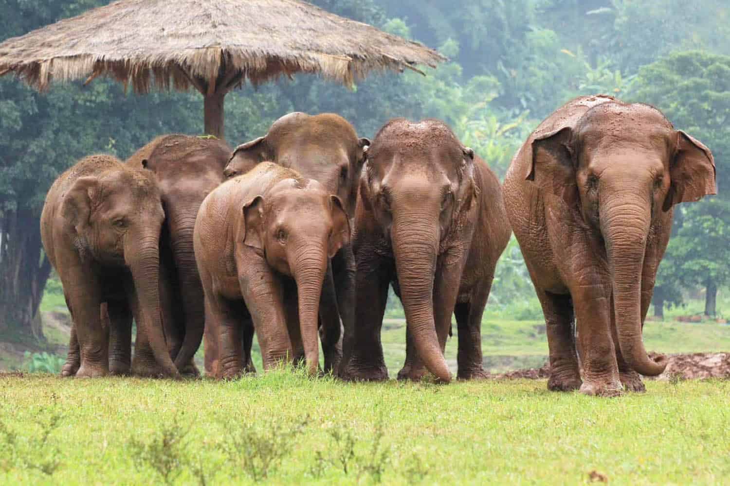 Half Day Morning Visit to<br> Elephant Nature Park 