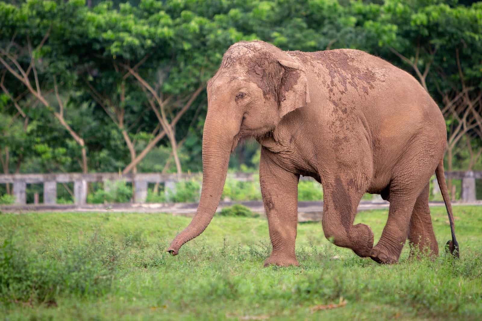 Elephant Nature Park Chiang mai, Thailand