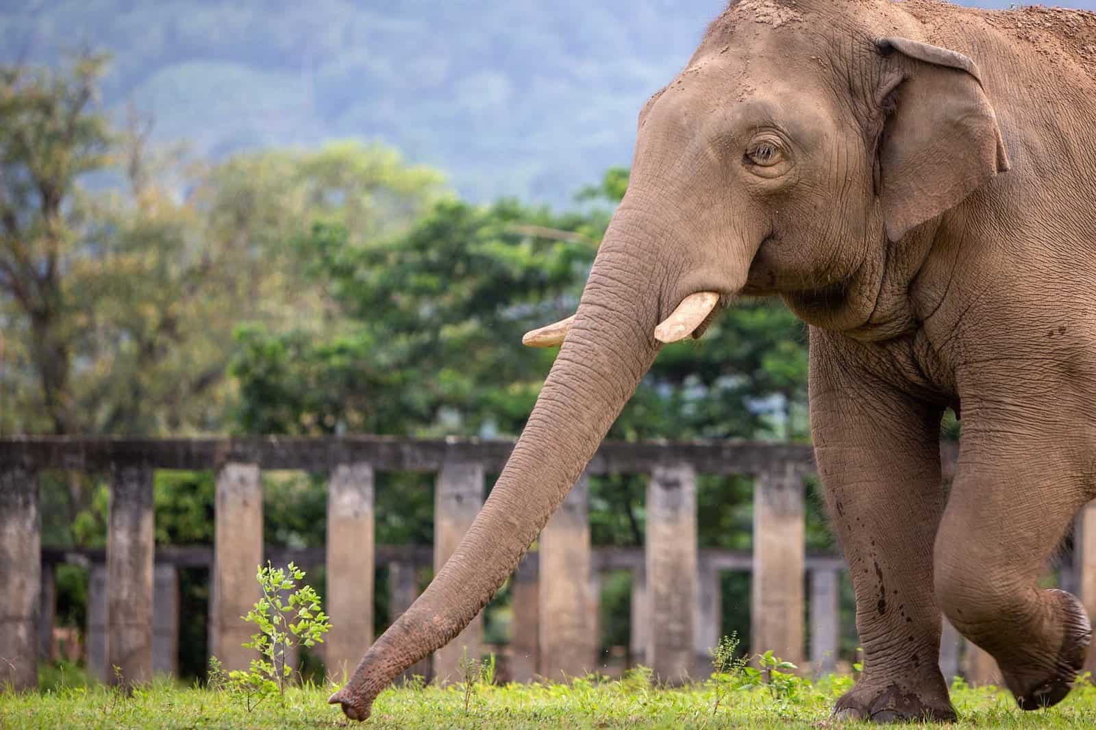 Elephant Nature Park Chiang mai, Thailand