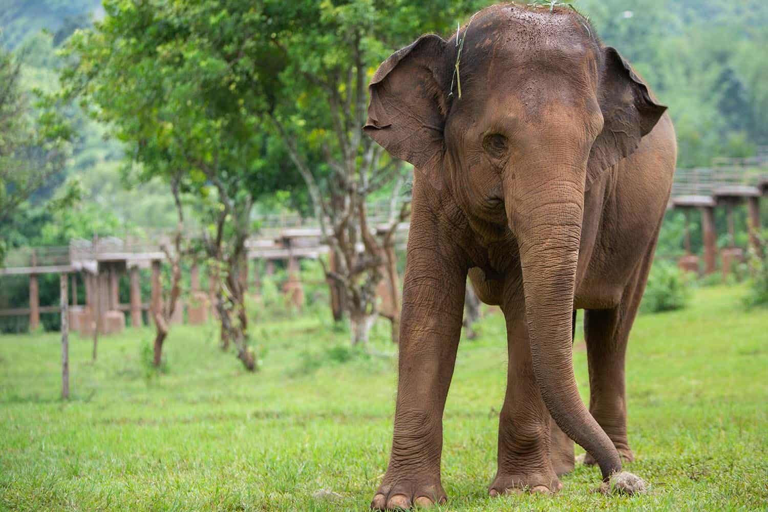 Elephant Nature Park Chiang mai, Thailand