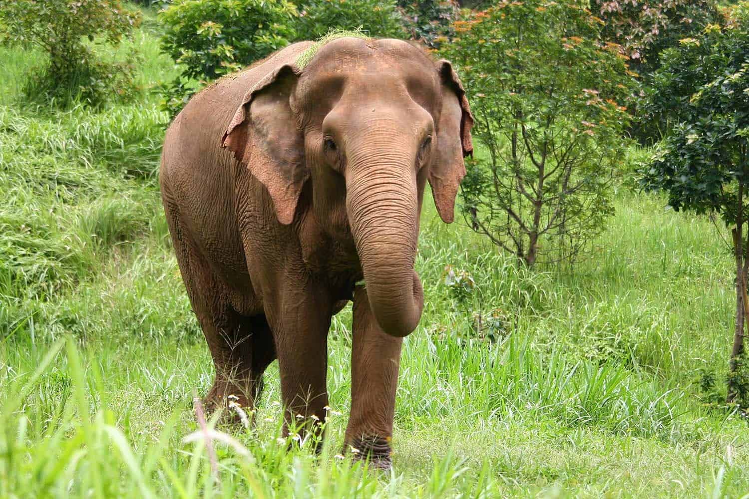 KhamPaeng_ElephantHighlands_3