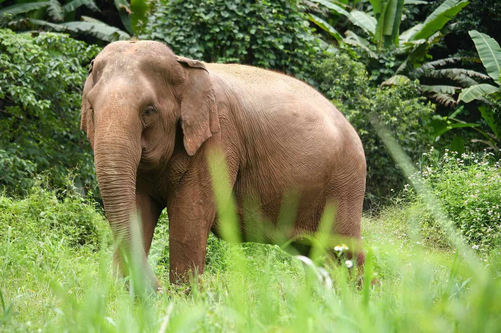 MaePon_ElephantHighlands_2