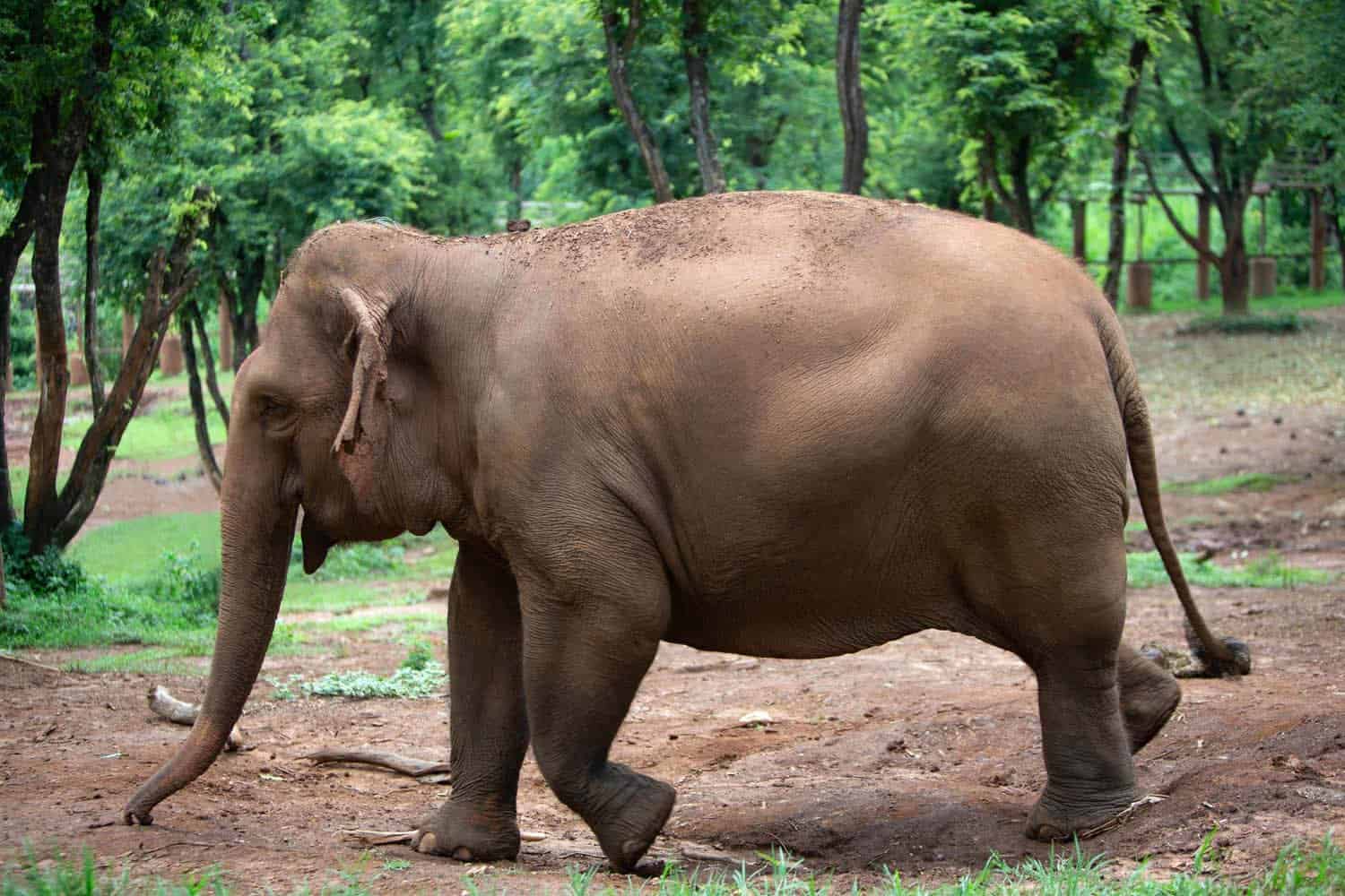 Elephant Nature Park Chiang mai, Thailand