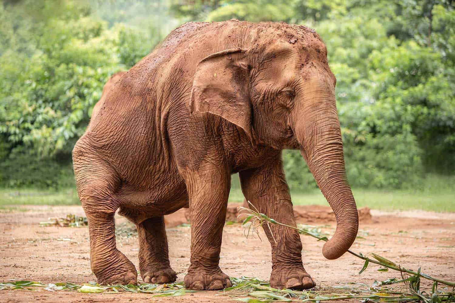 Elephant Nature Park Chiang mai, Thailand