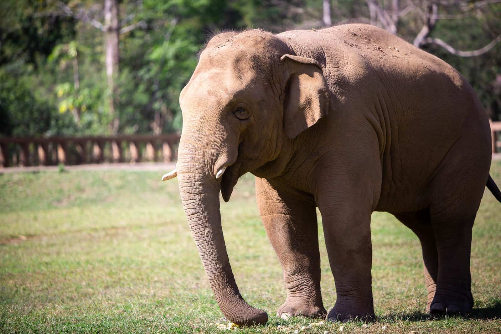 Elephant Nature Park, Mae Rim, Chiang Mai, Thailand