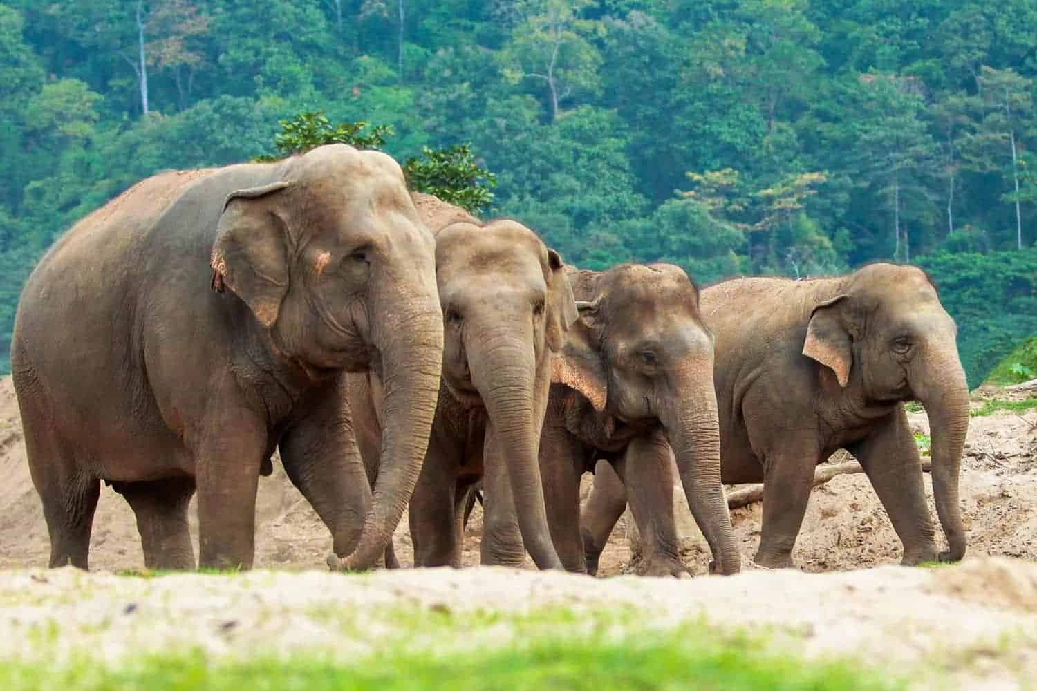 Overnight Elephant Nature Park<br> (2 Days + 1 Night)