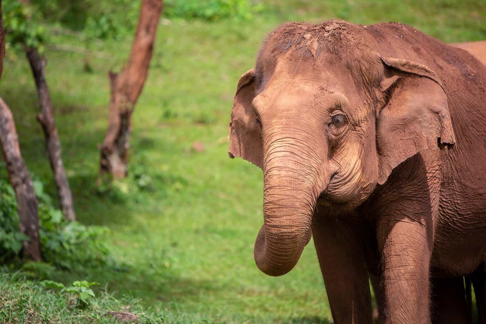 Elephant Nature Park Chiang mai, Thailand