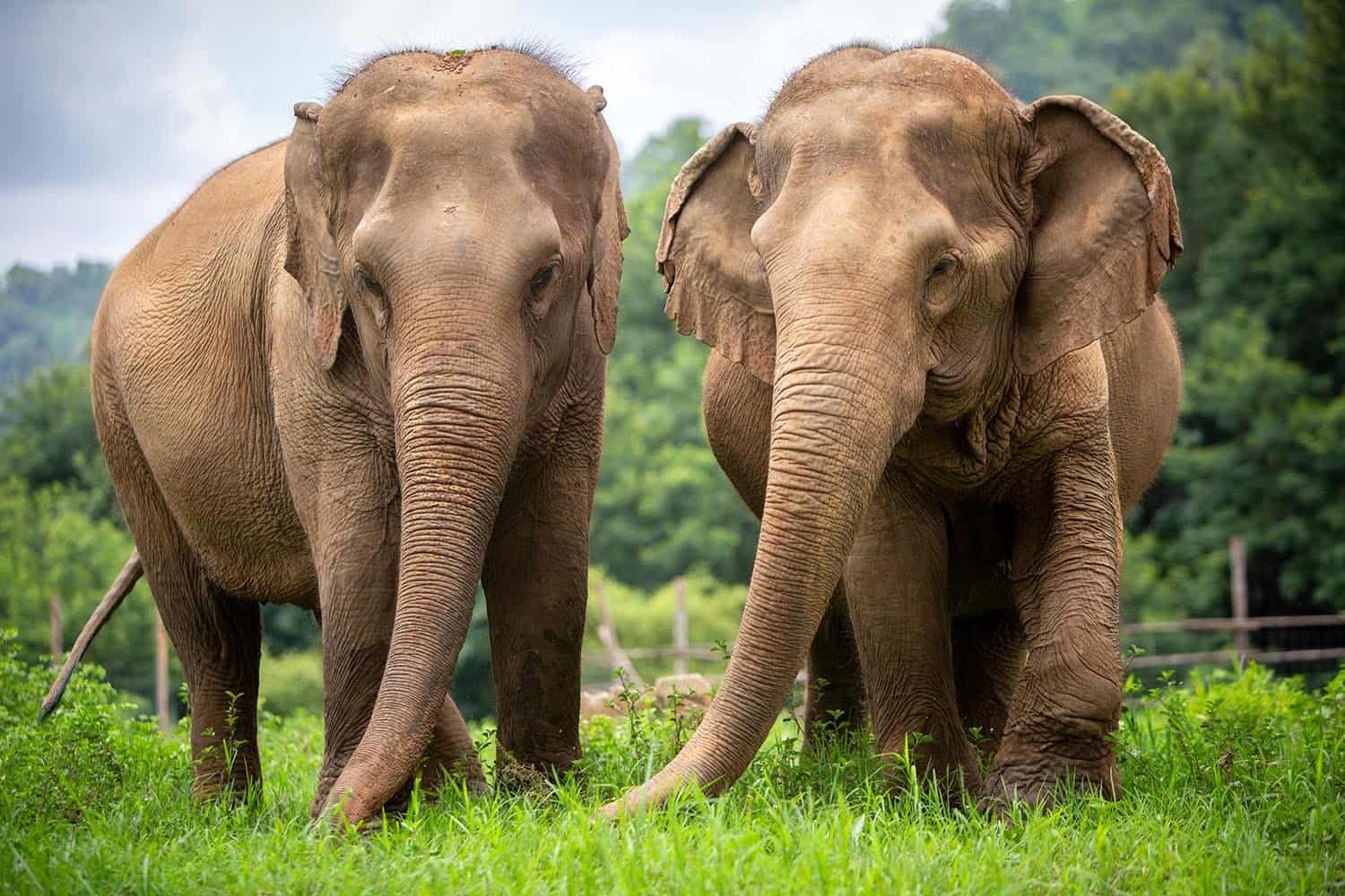 Elephant Nature Park Chiang mai, Thailand