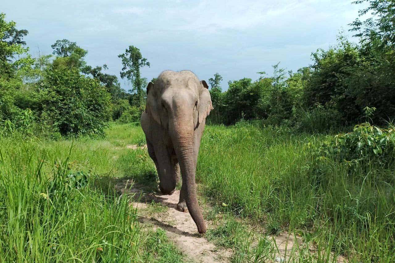 SaraiMia_CambodiaWildlifeSanctuary_2