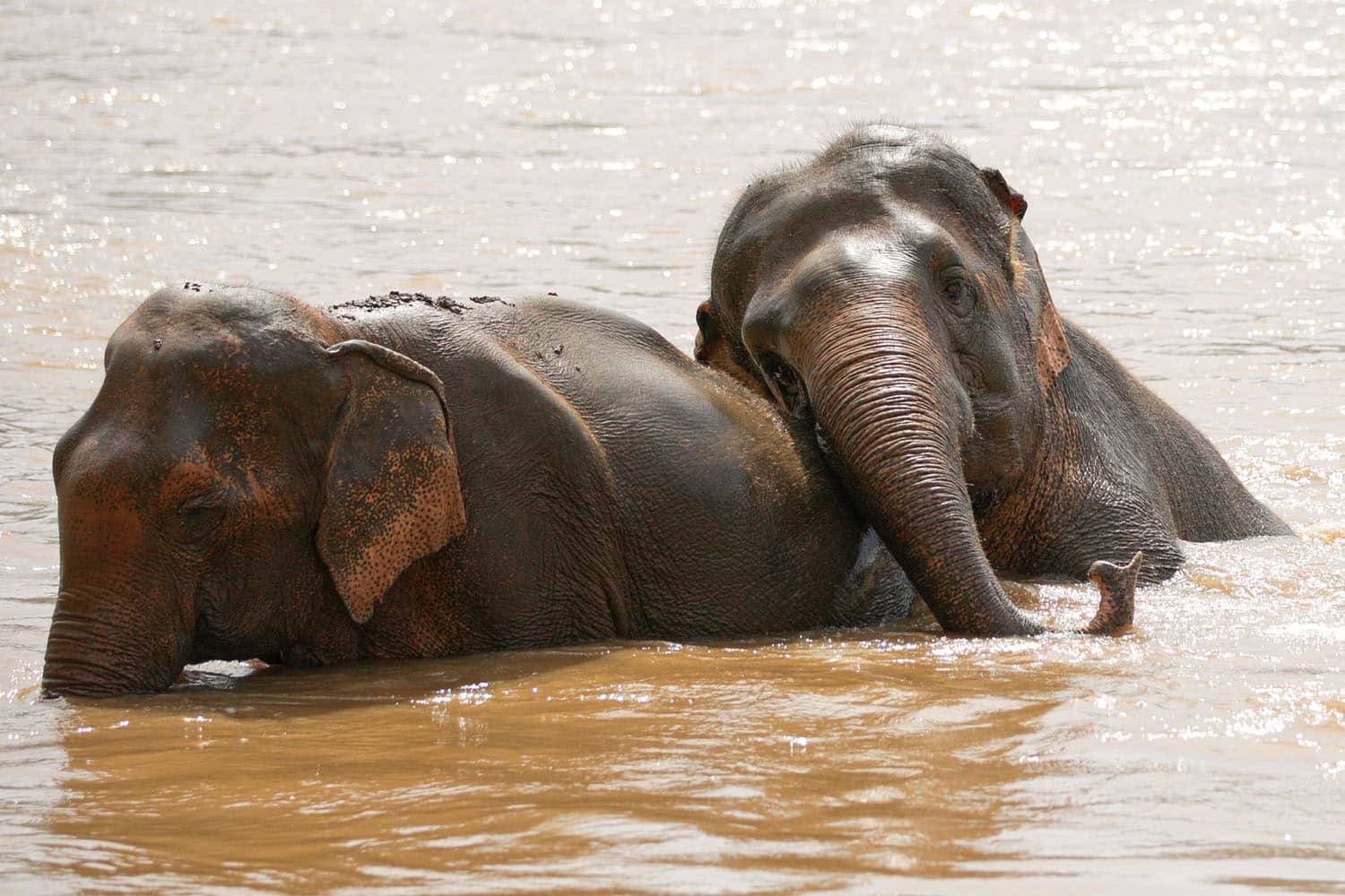 Walking with Elephants