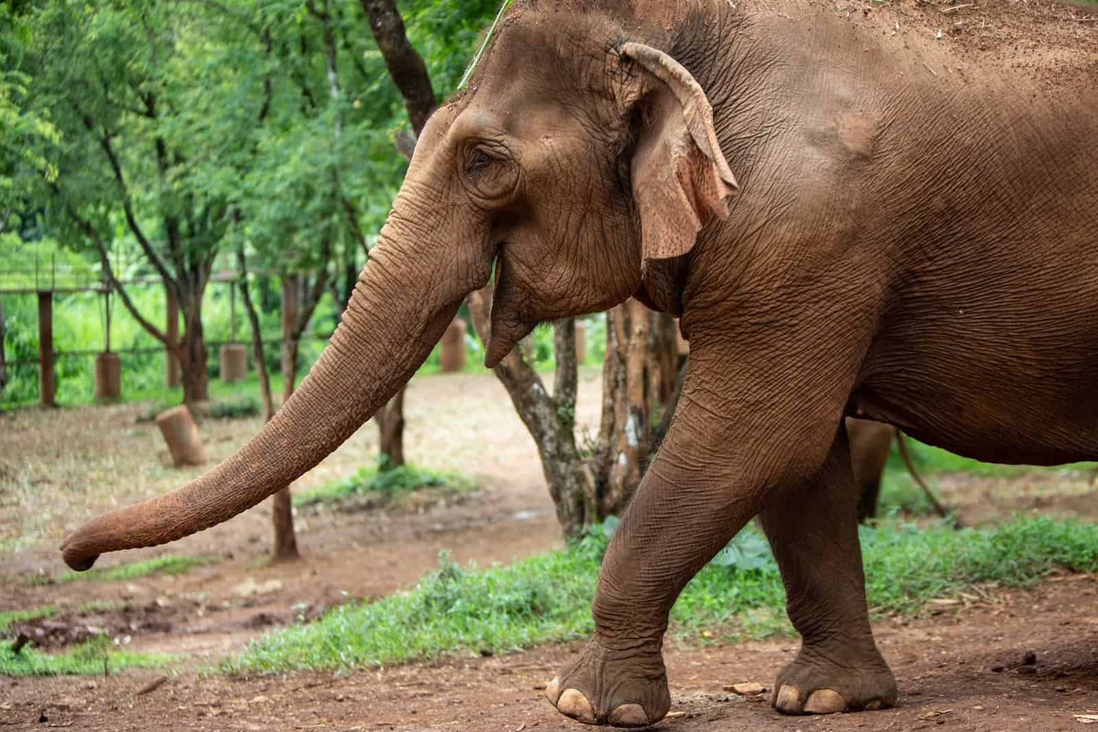 Elephant Nature Park Chiang mai, Thailand