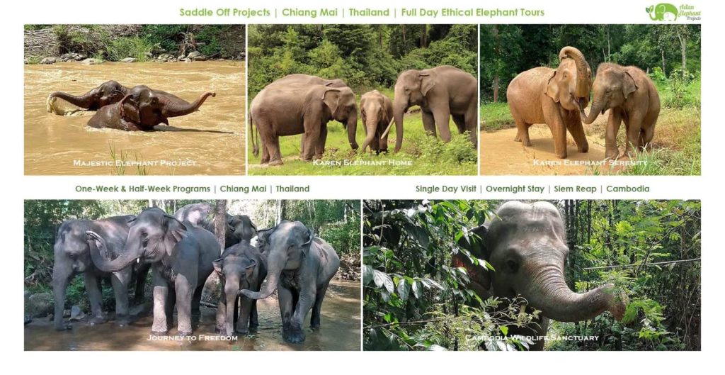 Visit Asian Elephant Projects Website